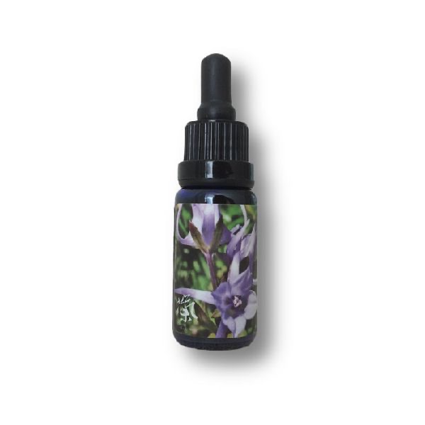 橢圓葉花錨花氣 Angiosperms