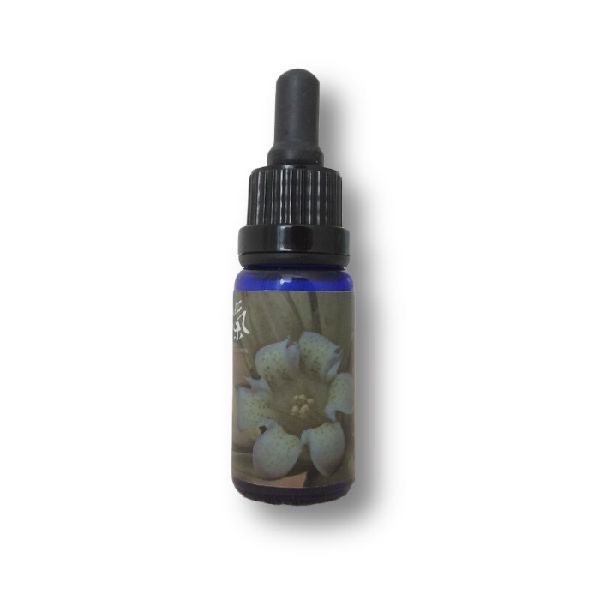 秦艽花氣 Thickstemen Gentian
