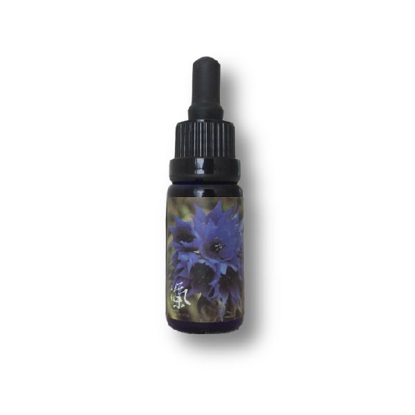 藍花韭花氣 Ipheion Uniflorum