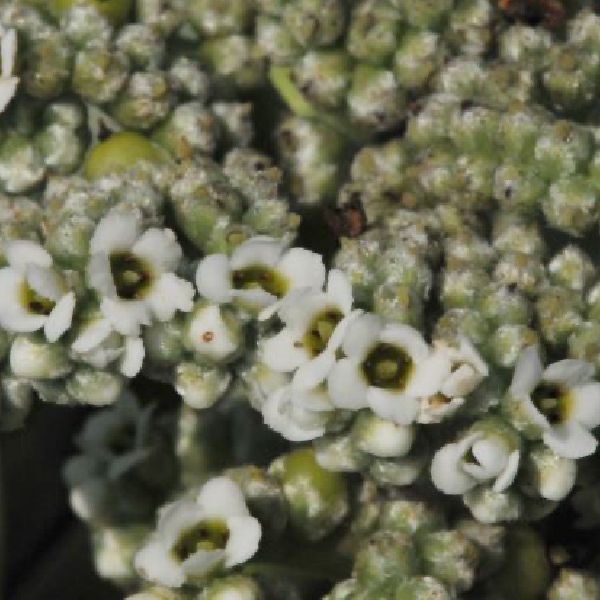 海花-白水木花氣 Silvery Messerschmidia