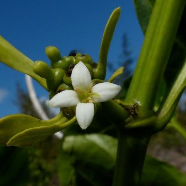 海花-諾麗果花氣 Noni