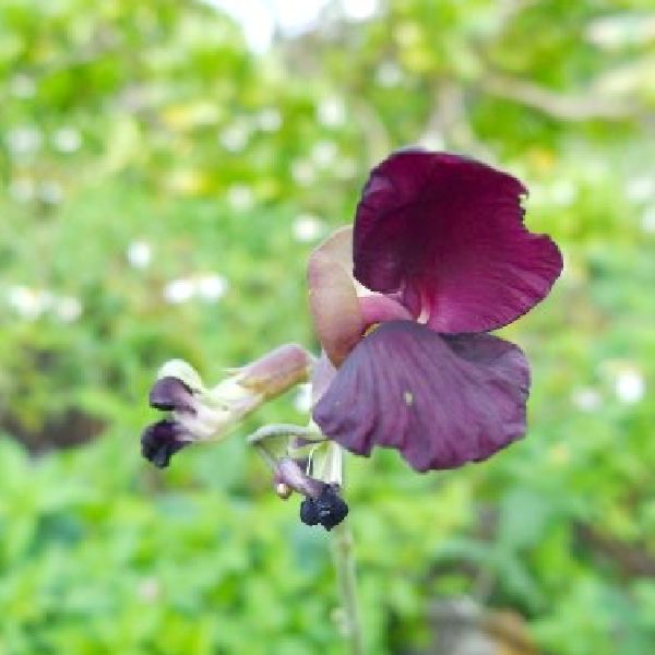 海花-賽芻豆花氣 Purple Flower Bean
