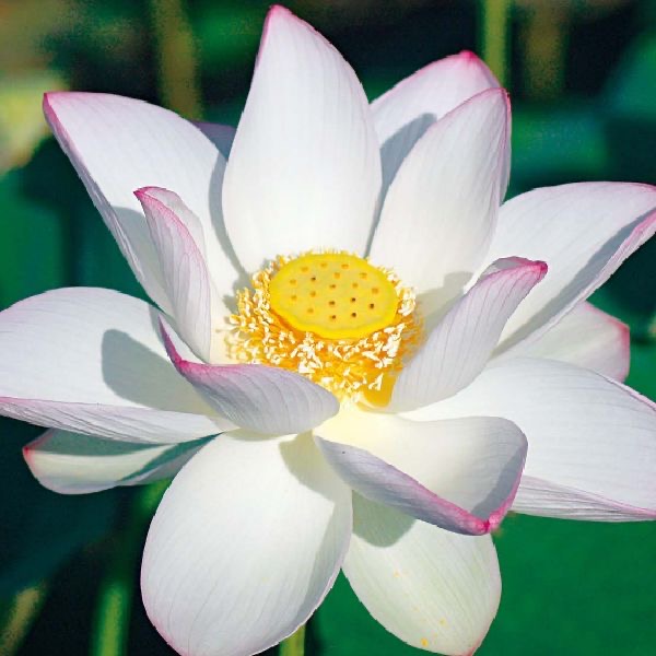白蓮花氣 White Lotus