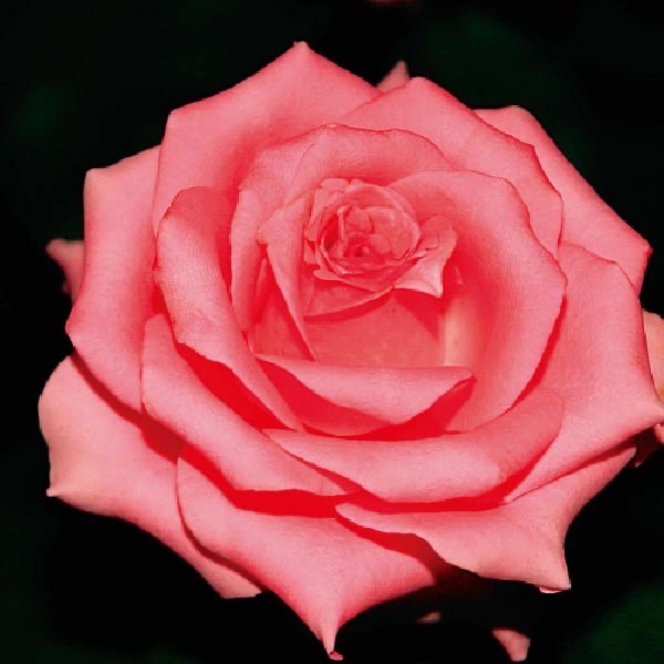 粉紅玫瑰花氣 Pink Rose