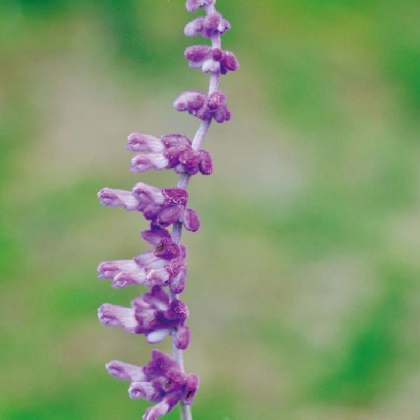 墨西哥鼠尾草花氣 Mexican Bush Sage