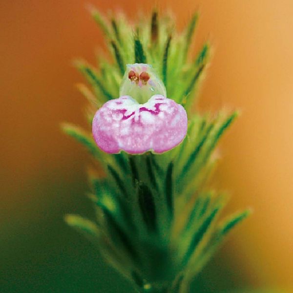 爵床花氣 Waterwillow Flower