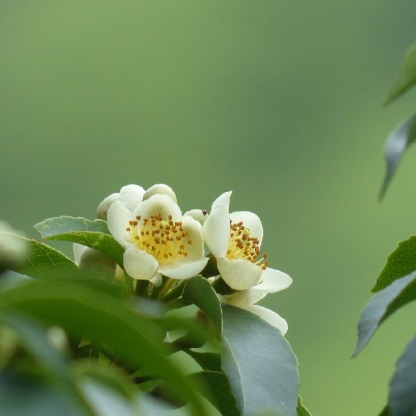 茶樹花氣 Camellia