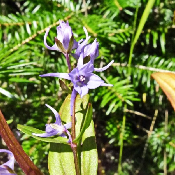 橢圓葉花錨花氣 Angiosperms