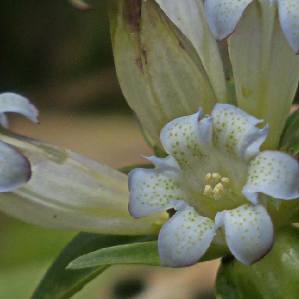 秦艽花氣 Thickstemen Gentian