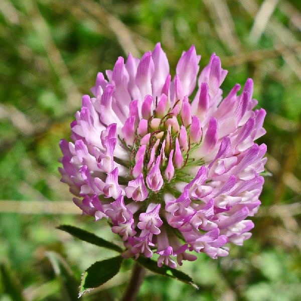 紫花苜蓿花氣 Alfalfa