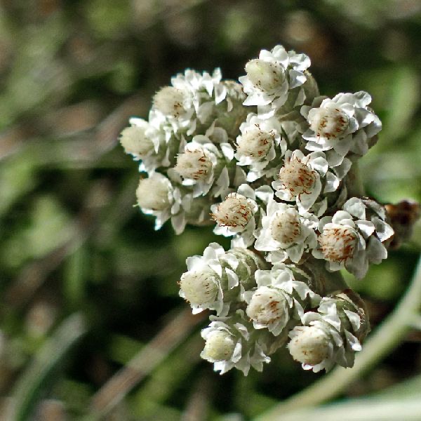 籟蕭花氣 Pearly Everlasting