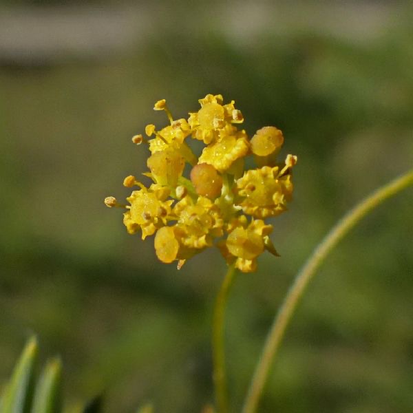 小回香花氣 Fennel