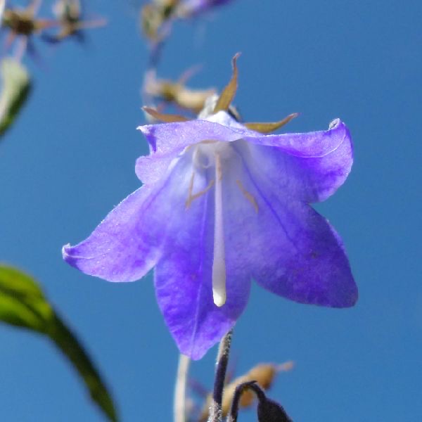 高山沙蔘花氣 Ladybell