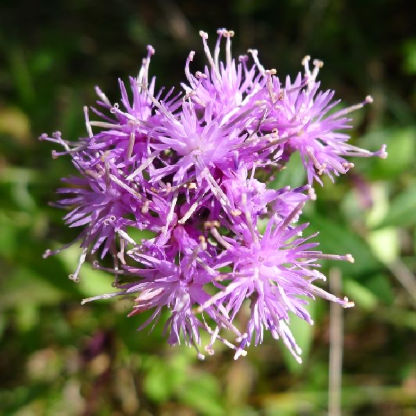 龍江風毛菊花氣 All-grass of Amur Saussurea
