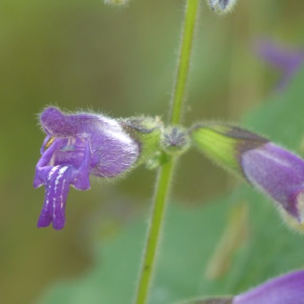 甘西鼠尾草花氣 Cyperales