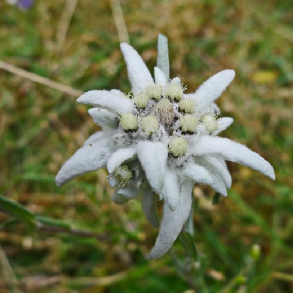 薄雪草花氣 Small Leaf Edelweiss