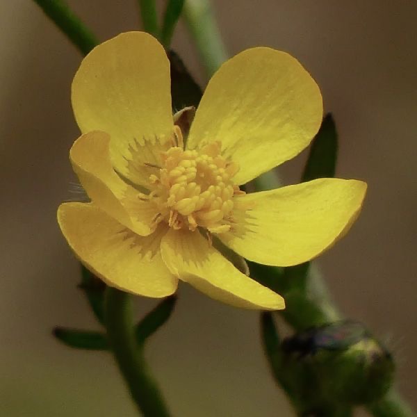 九寨溝毛茛花氣 Japan Buttercup