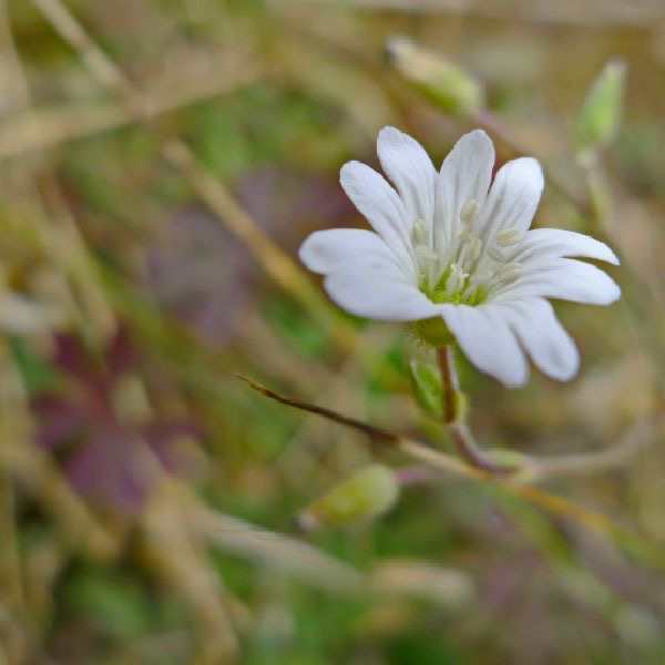 天山卷耳花氣 Cerastium Tianschanicum