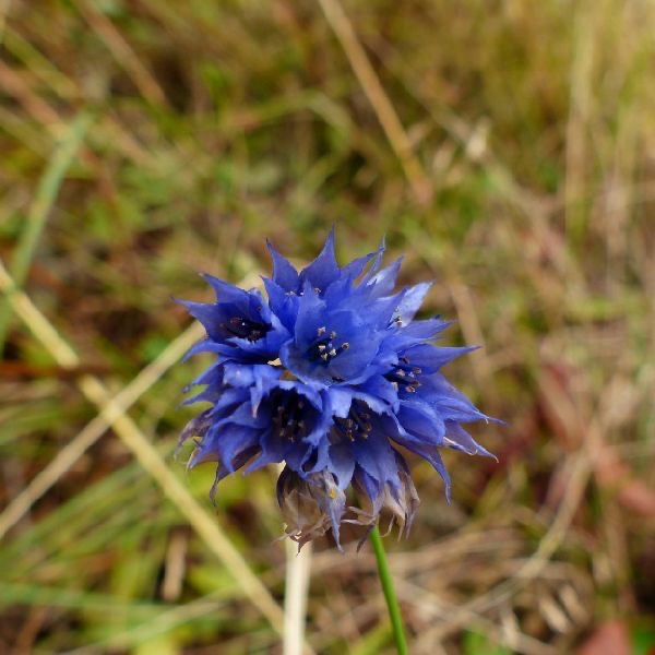 藍花韭花氣 Ipheion Uniflorum