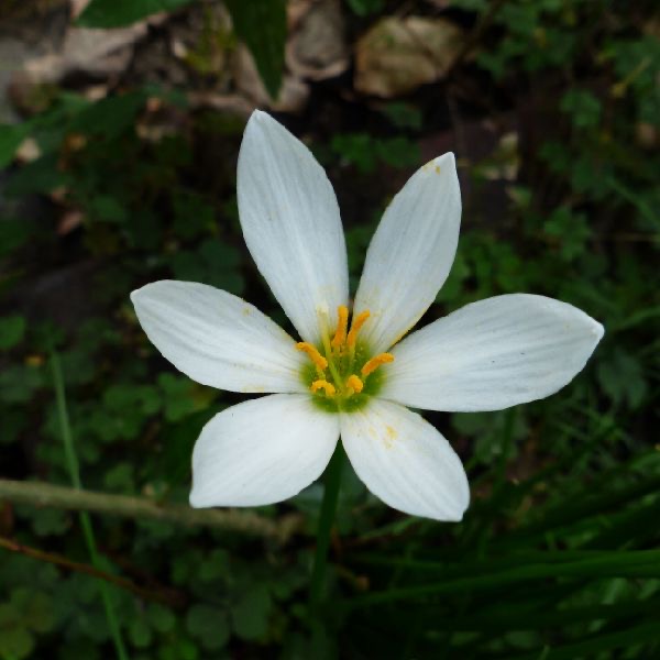 蔥蘭花氣 Zephyr Lily